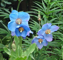 Meconopsis  'Jimmy Bayne'